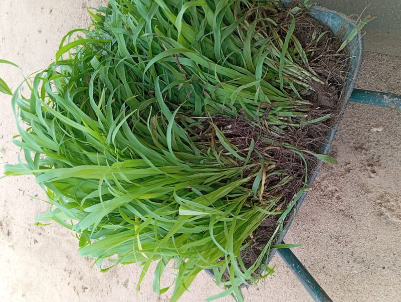 Crop Production & Value Addition