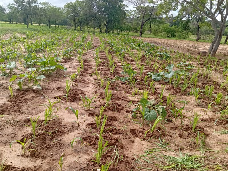 Crop Production & Value Addition