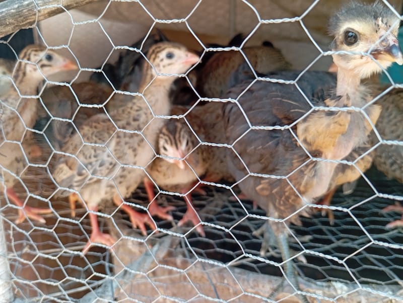 Livestock production