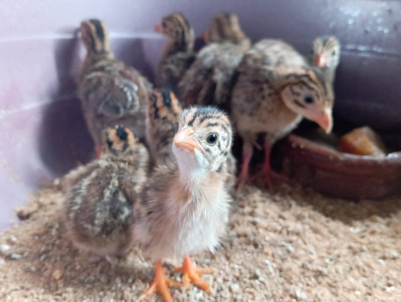 Livestock production