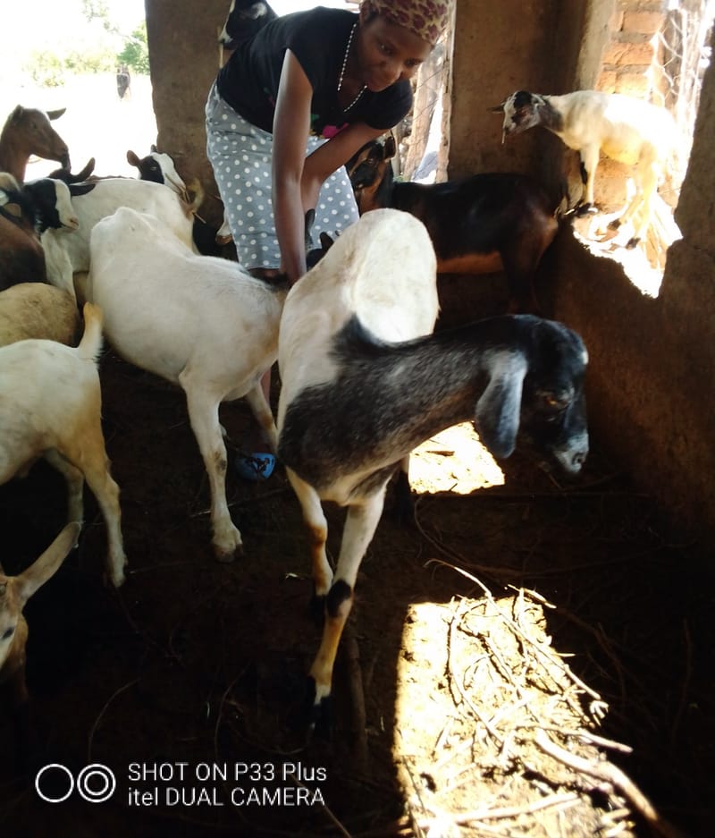 Livestock production