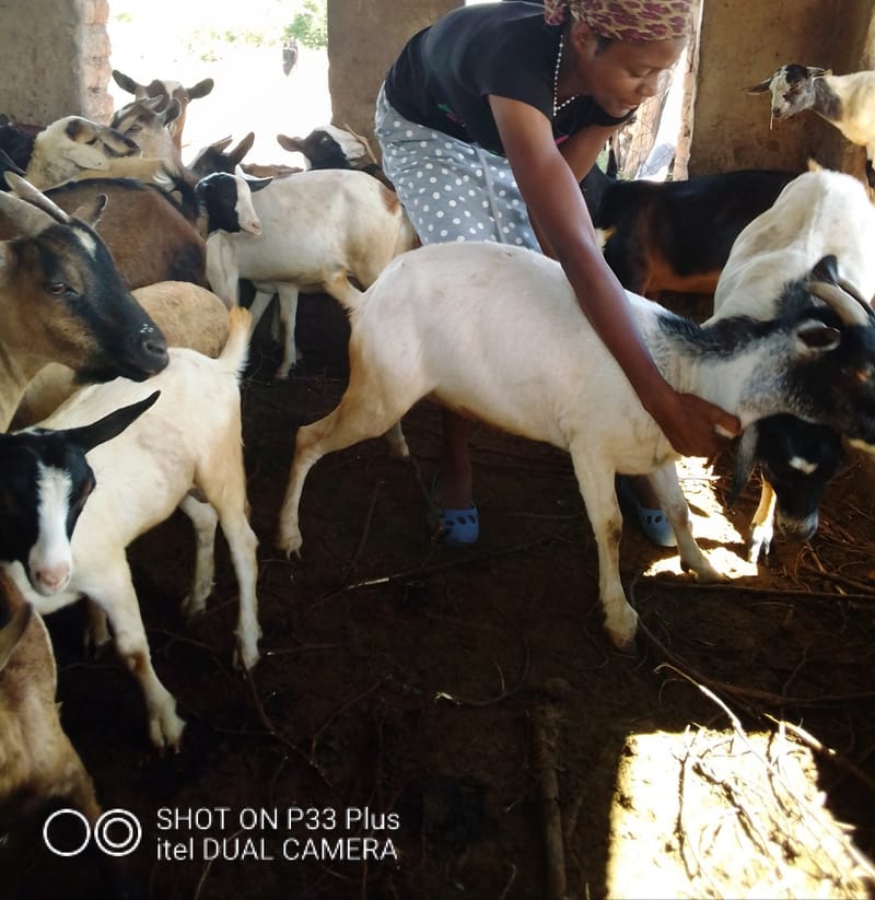 Livestock production