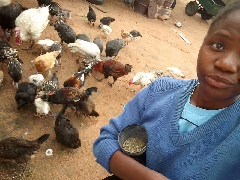 Livestock production