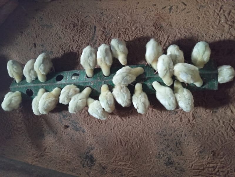 Livestock production