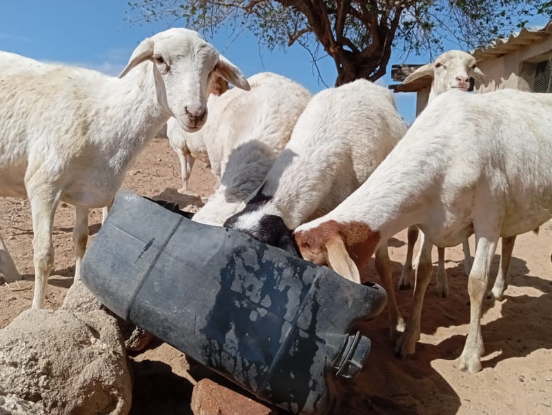 Livestock production