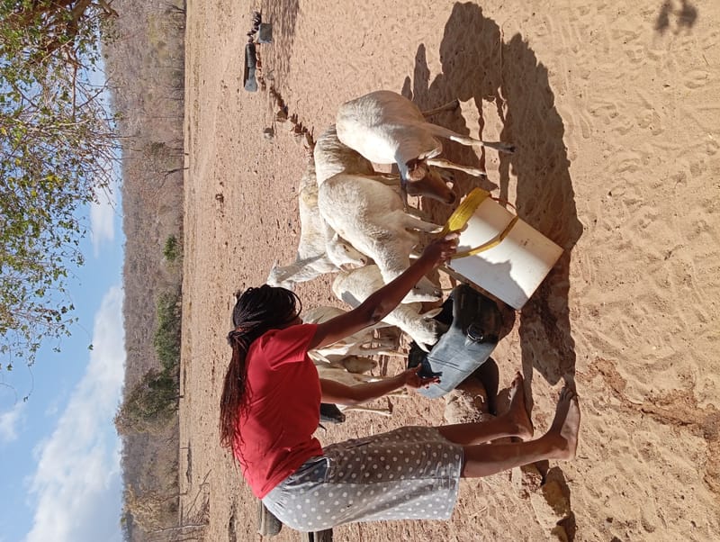 Livestock production