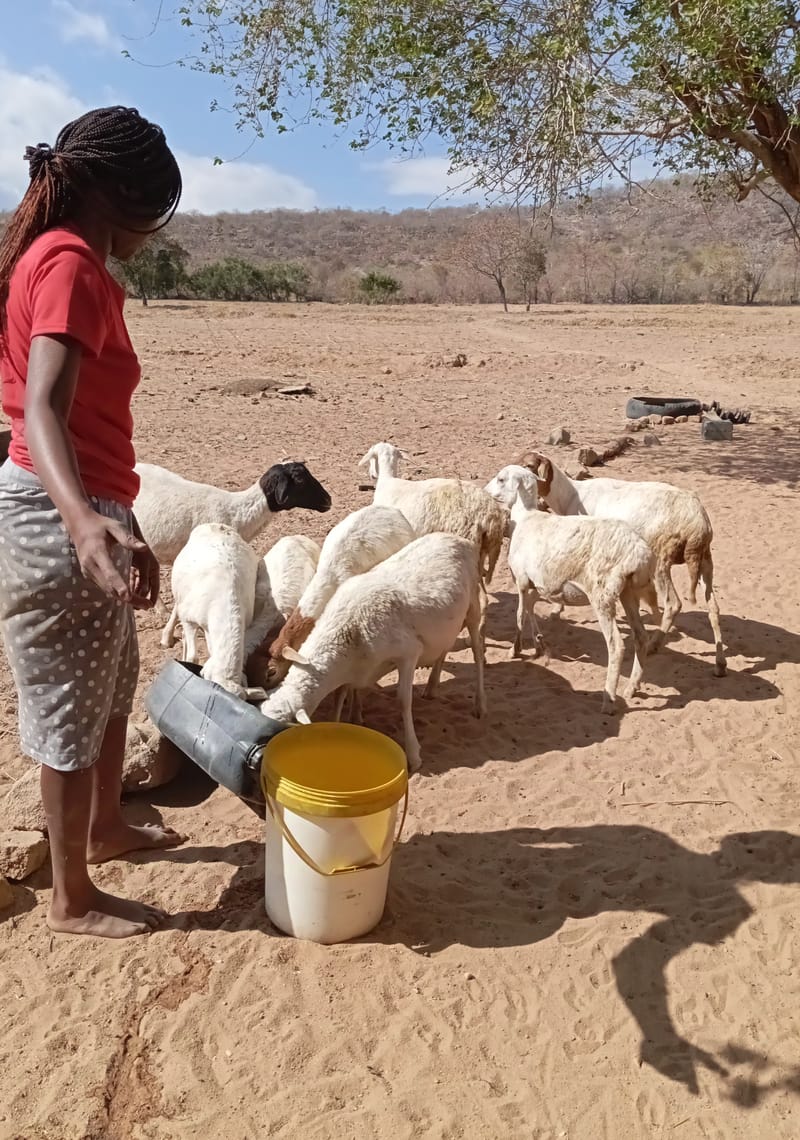 Livestock production