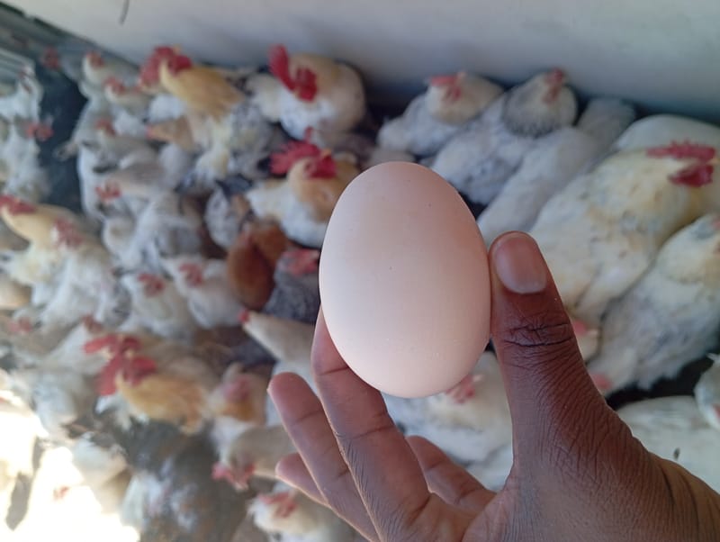 Livestock production