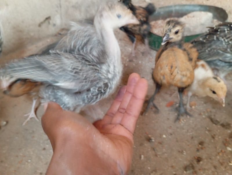 Livestock production