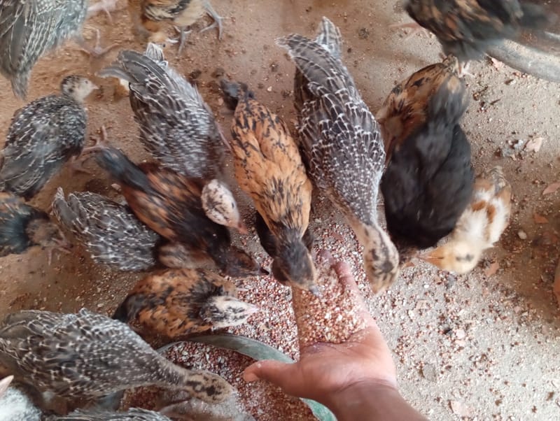 Livestock production