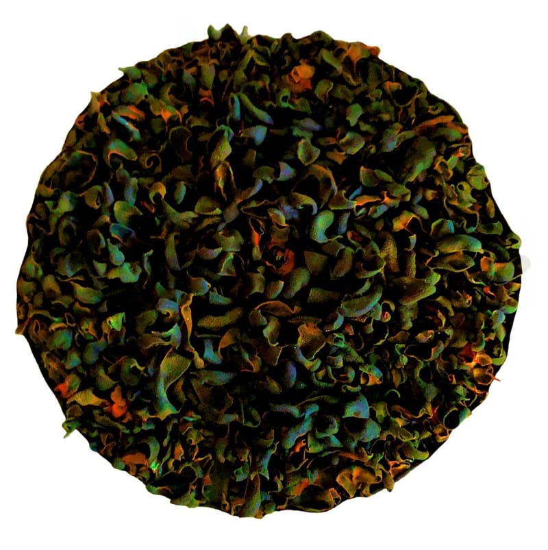 Artist Star Smart from Majami 2026