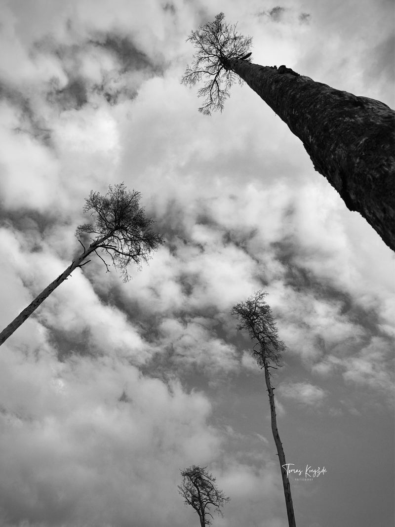 The artist, essayist, writer Tomas Kregždė portfolio 2026