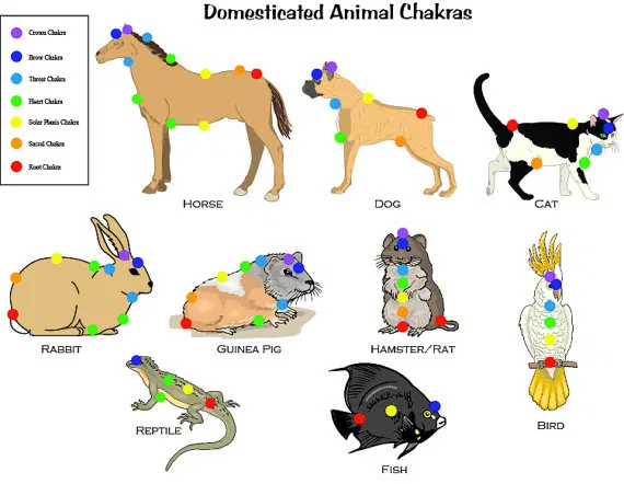 Reiki kundalini a distance et animaux