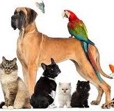 reiki a distance et animaux