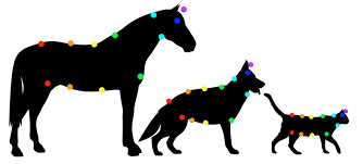 Reiki a distance pour chiems, chats et chevaux