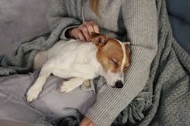 Reiki a distance et fin de vie animal