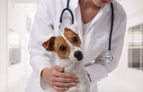 Reiki a distance et veterinaires