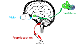 proprioception et perte d equilibre
