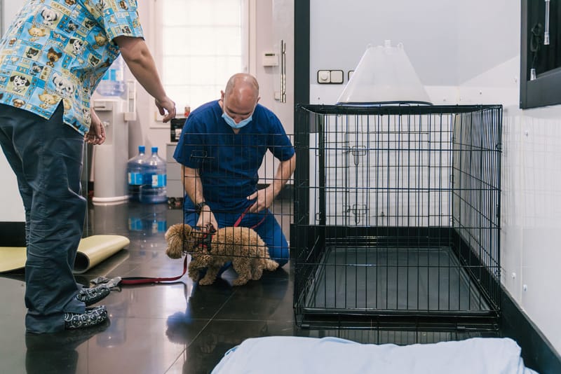 Rescue e Salvataggio