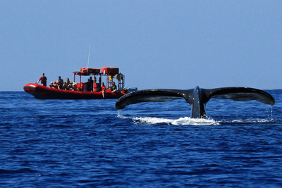 Up Close with Giants: Exploring Maui’s Top Humpback Whale Watching Spots