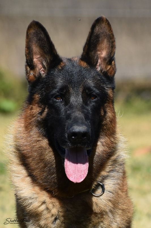 Sonic vom Pfälzer Wald