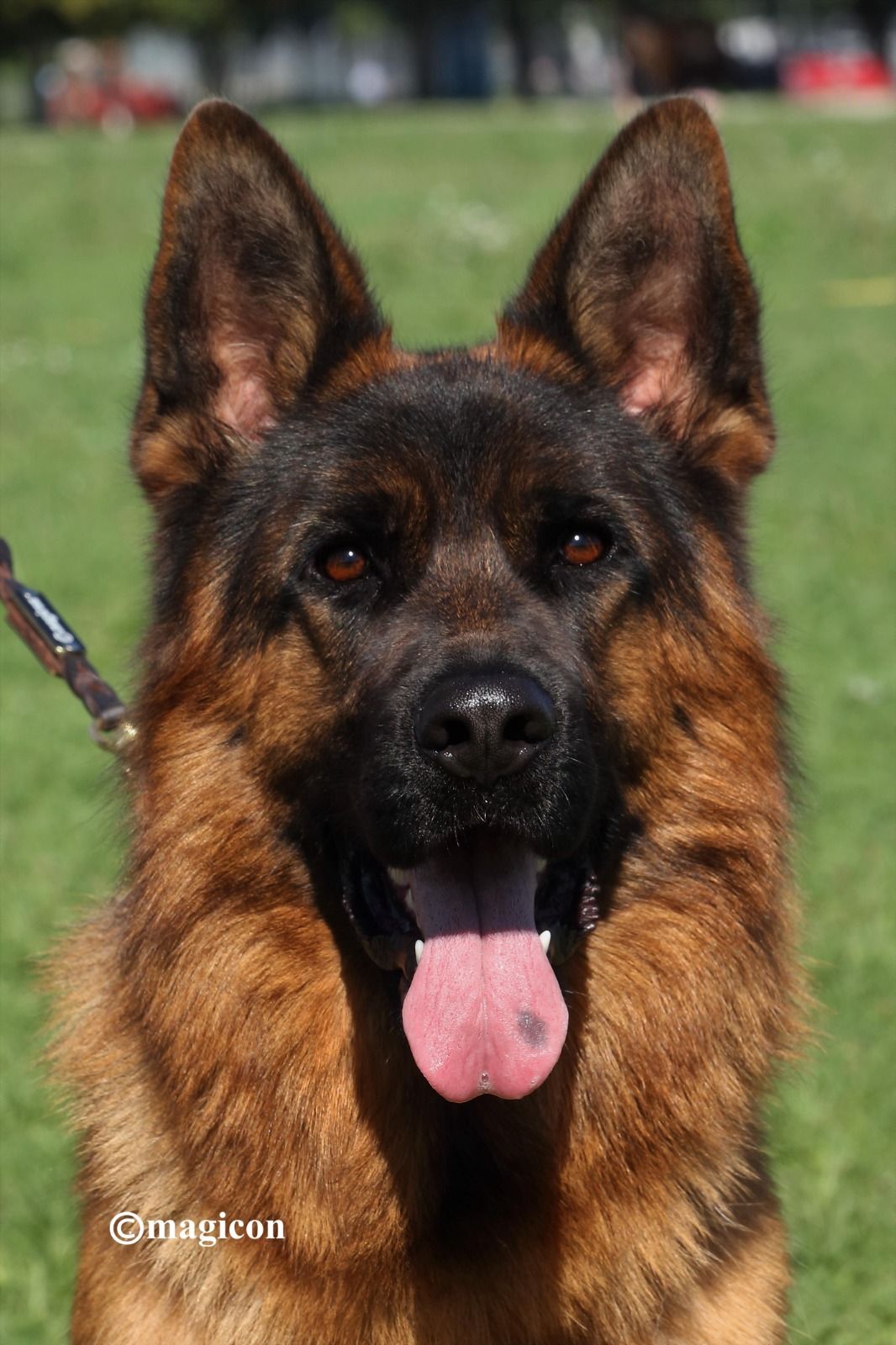 Addy von team Geixenhof(imported)