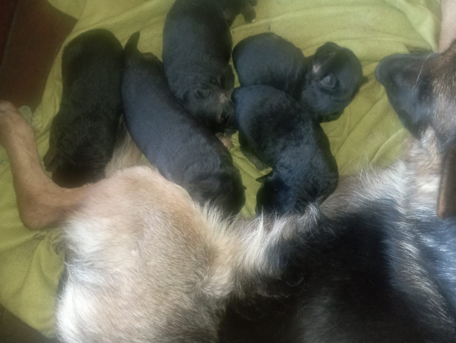 5 Boys Ready to go from 7 April '26