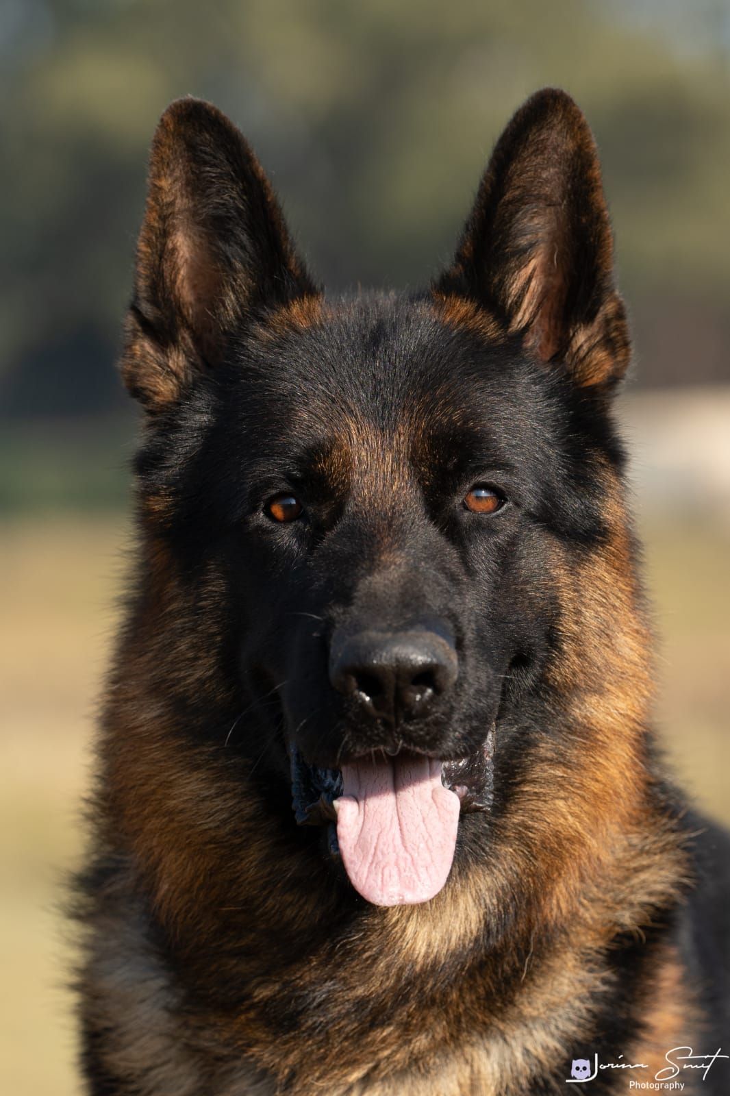 Winzor von Sandferra