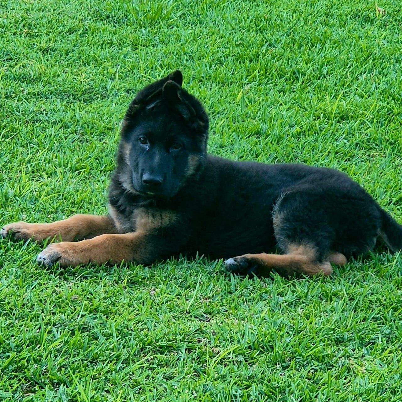 Baz von Sandferra