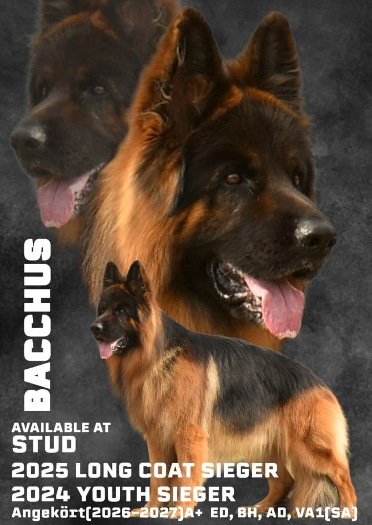 Bacchus aka Maxi