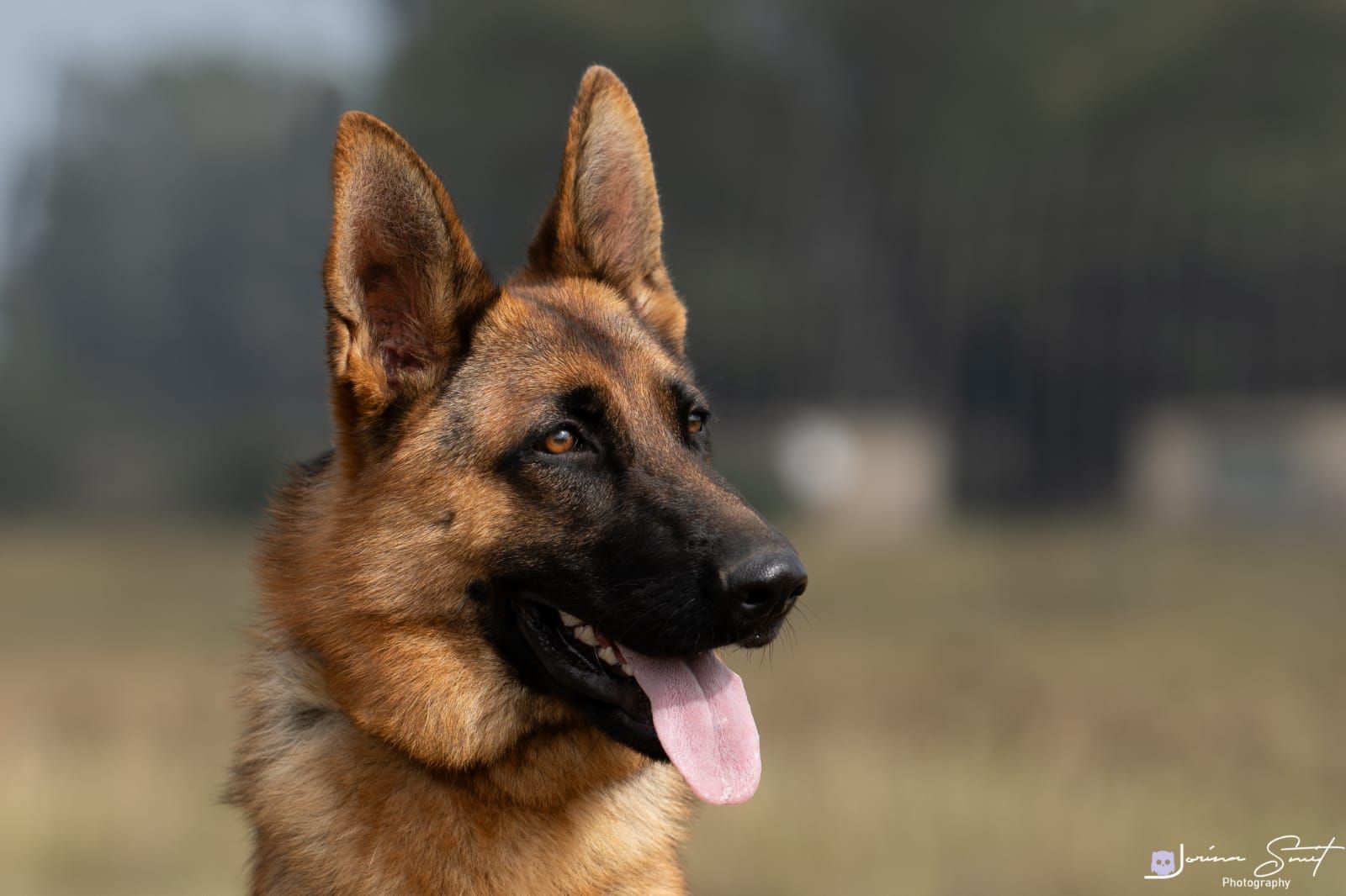Fe Von Sandferra