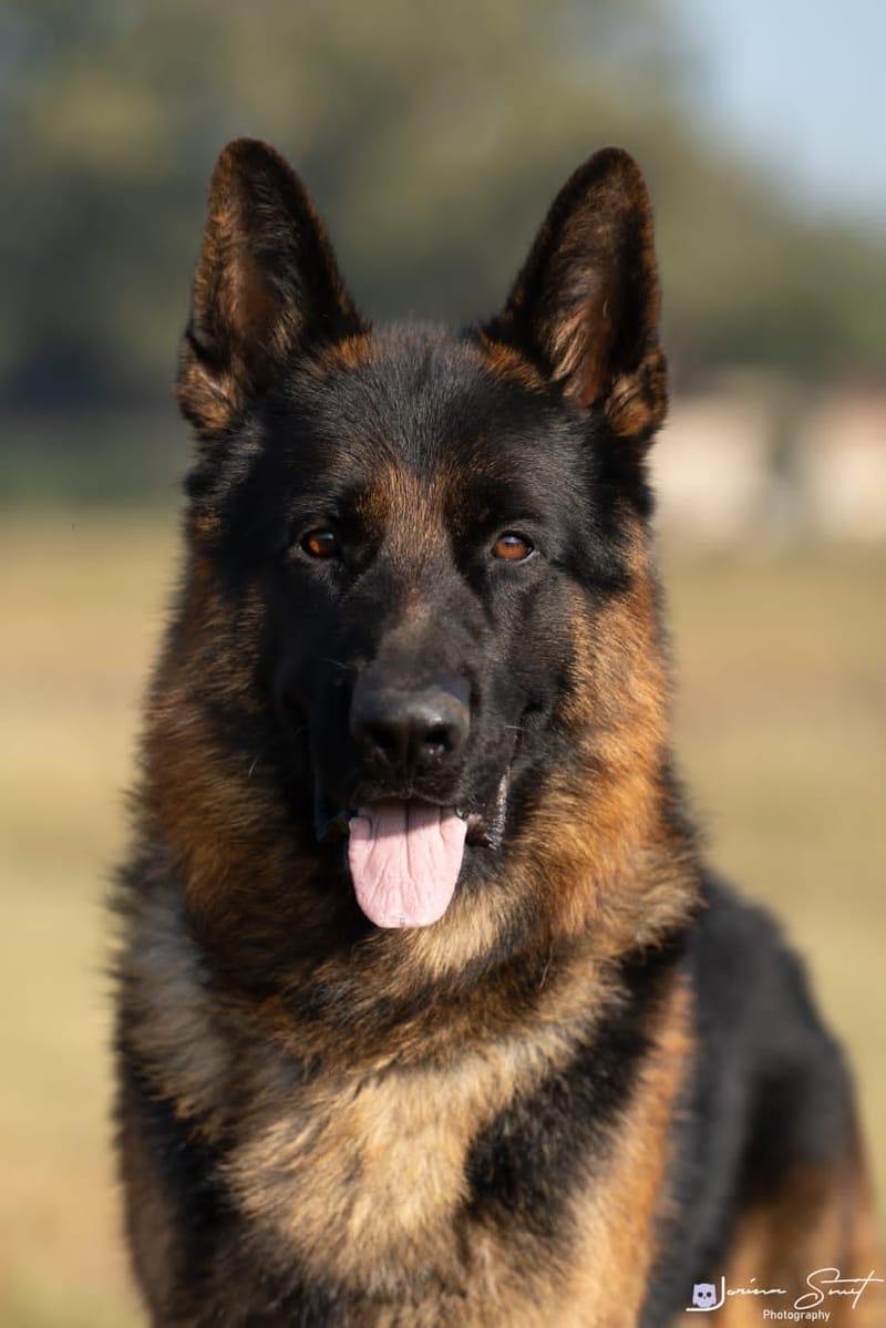 Winzor von Sandferra