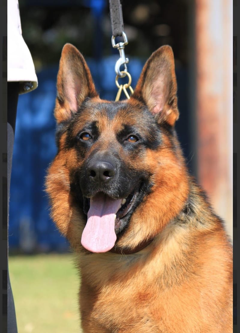 Zeus Ragnarok Von Sandferra