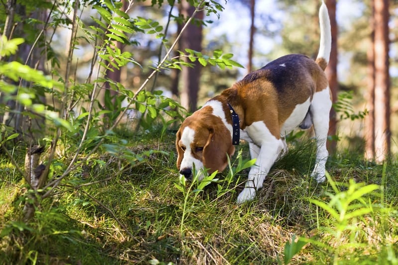 Promenade chien