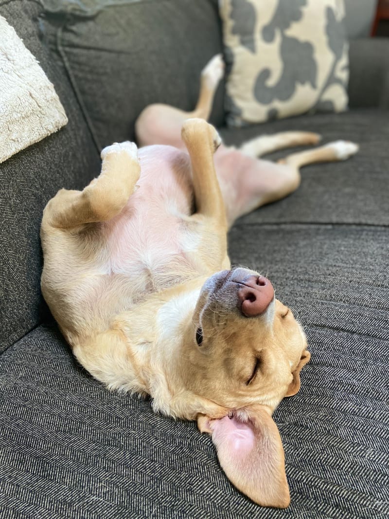 Pension familiale pour chien