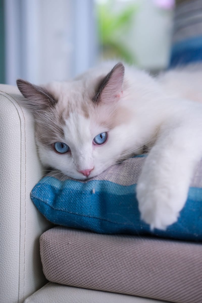 Visites à domicile chat