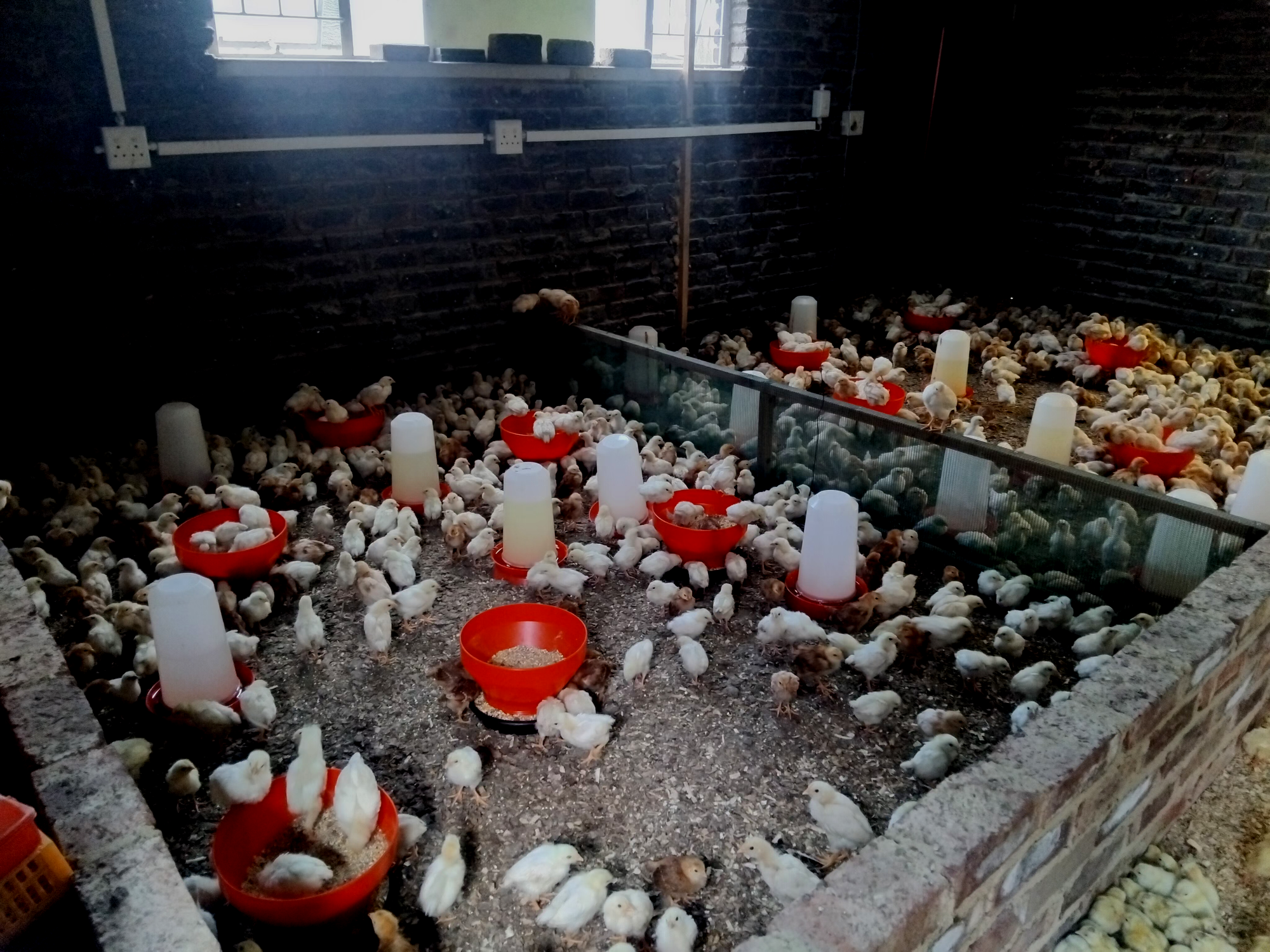 mixed laying breeds at 3 weeks.