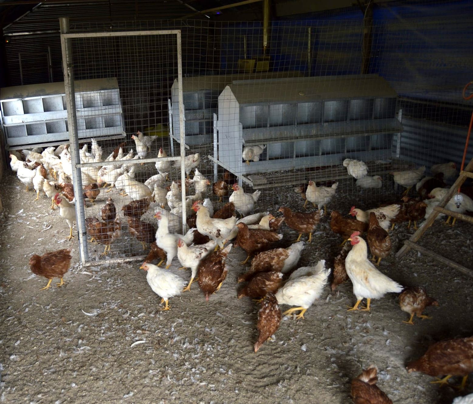 mixed laying breeds at 17 weeks