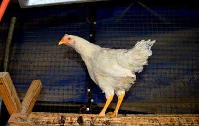 Summer Farming Tips: Managing Poultry Effectively