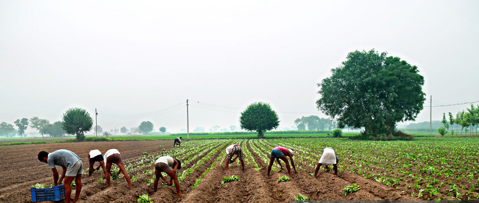 Farmers at work in the field