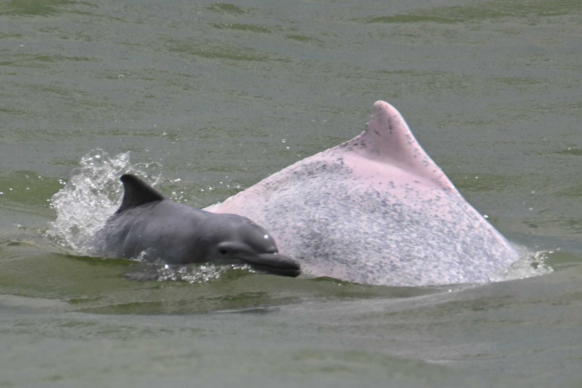 2025/6/20 Dolphin survey