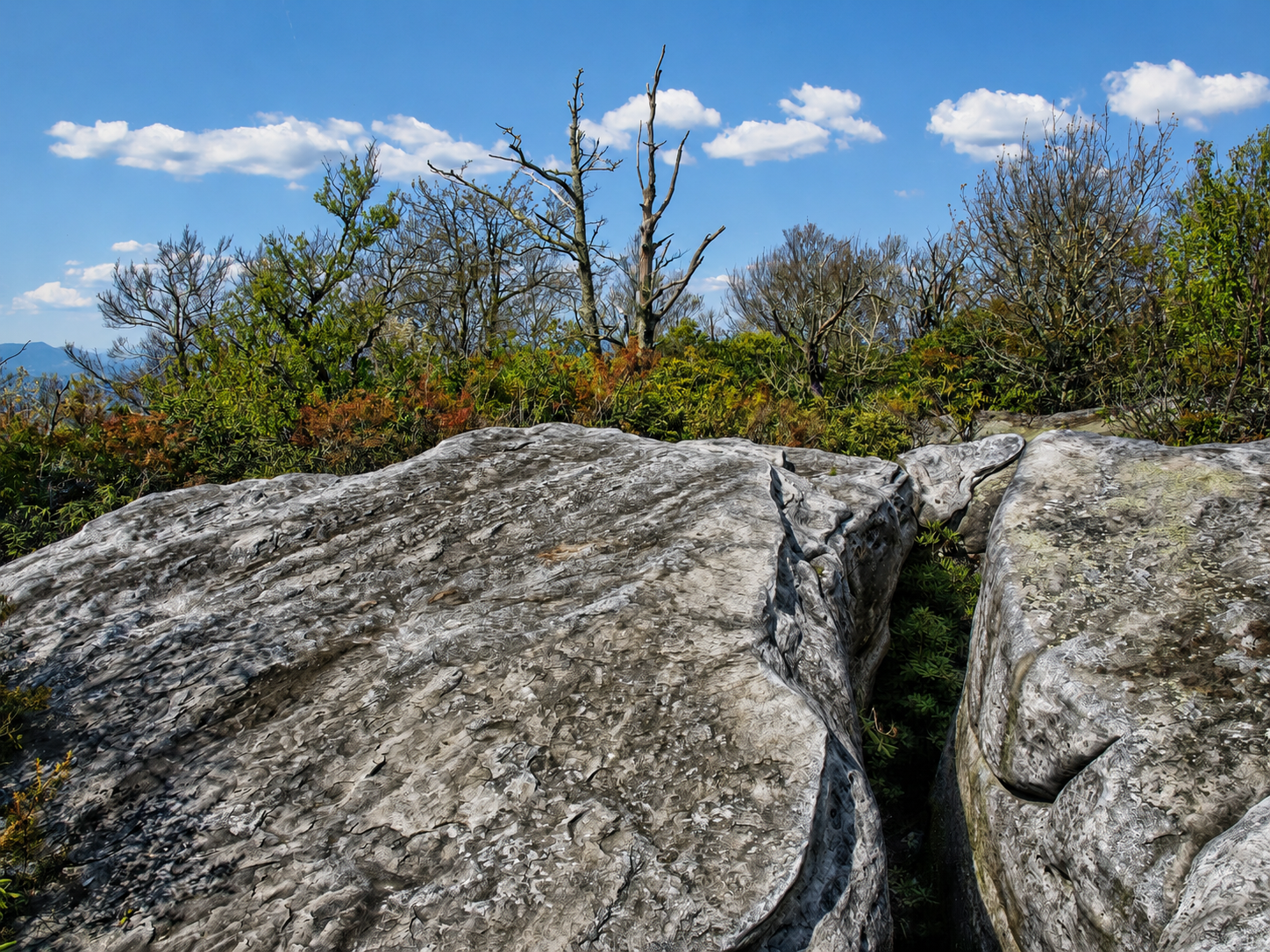 The Channels Natural Area Preserve, Saltville, VA, May 9, 2021 [Photo: S Cobaugh]