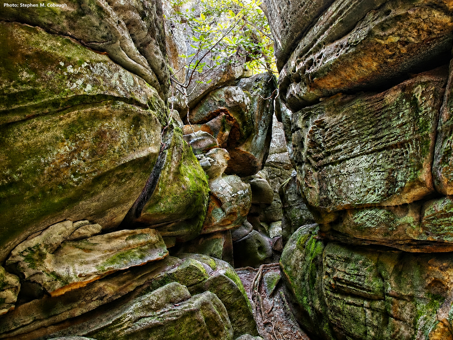 The Channels Natural Area Preserve, Saltville, VA, May 19, 2021 [Photo: S Cobaugh]