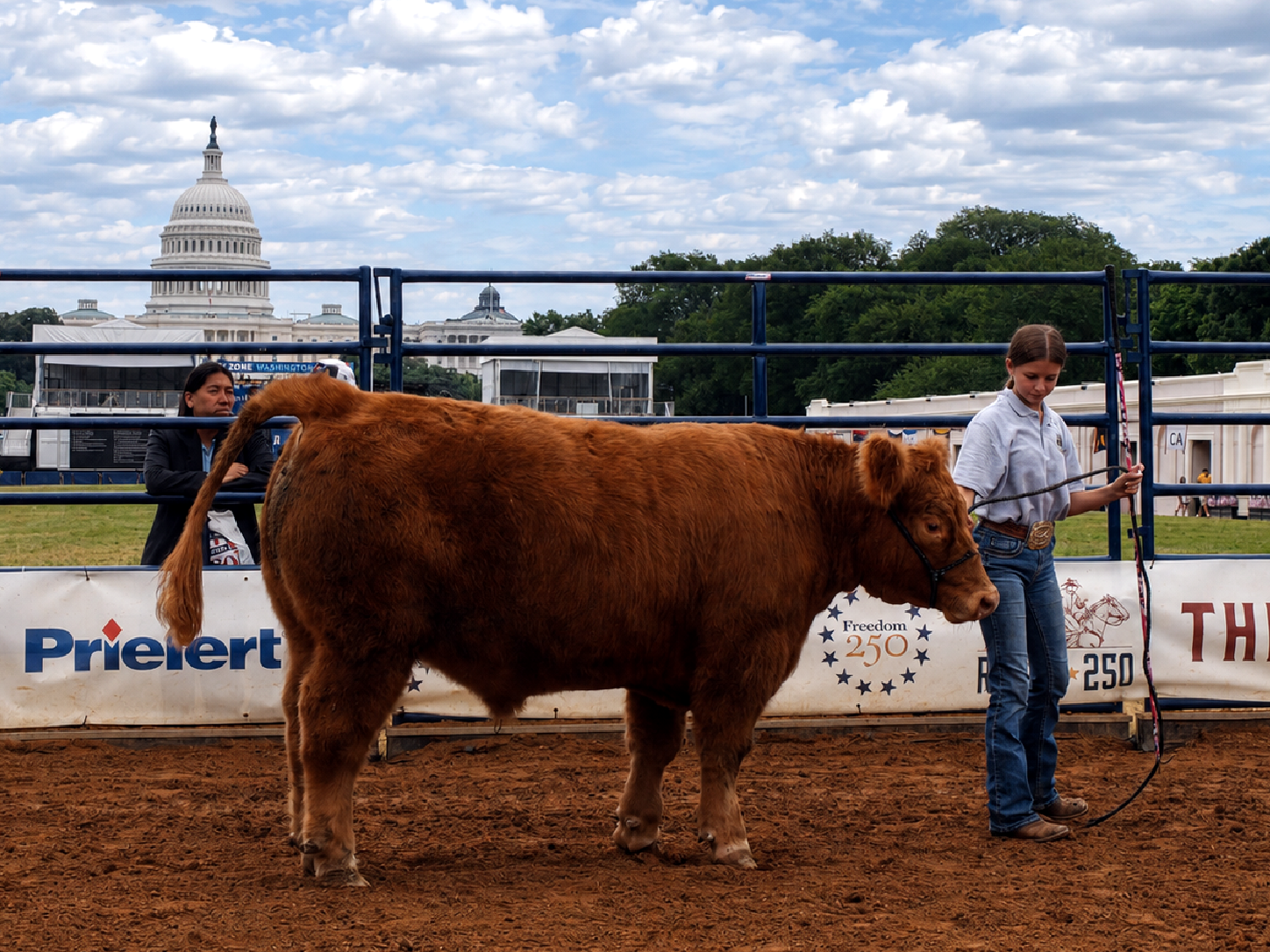 Freedom 250 event: Cattle demonstration at the rodeo arena, The Great American State Fair, National Mall, Washington, DC, July 8, 2026 [Photo: S Cobaugh]