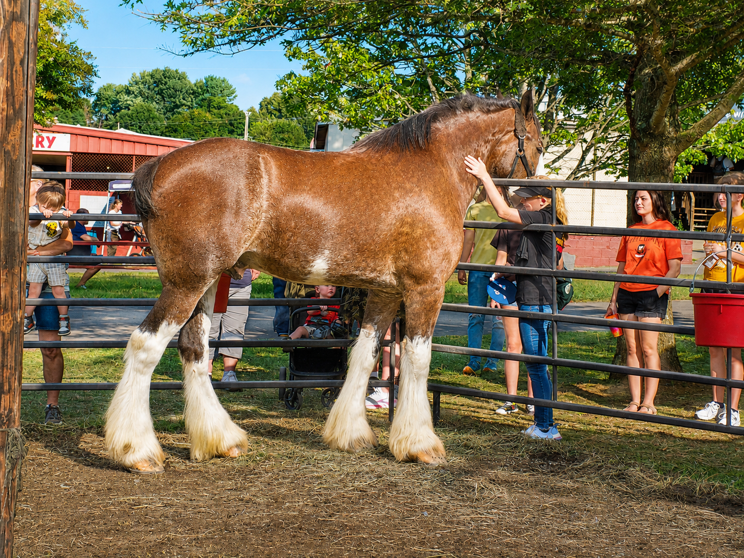 Visitors get an up-close look at one of Bart Long’s Clydesdales during the 100th Appalachian Fair in Gray, Tennessee. The towering draft horses were among the featured attractions at the Aug. 22-29, 2026, centennial fair, which highlighted the region’s agricultural heritage through livestock exhibits, demonstrations and family activities. [Photo: S Cobaugh, Aug. 27, 2026]