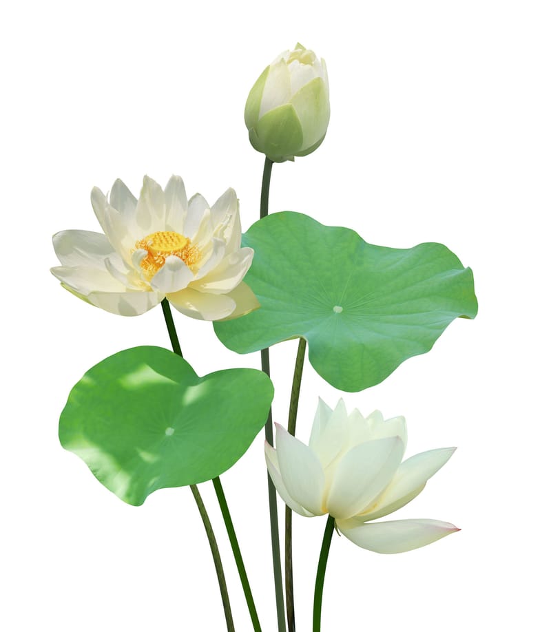 FP - Taoist (5 Days)