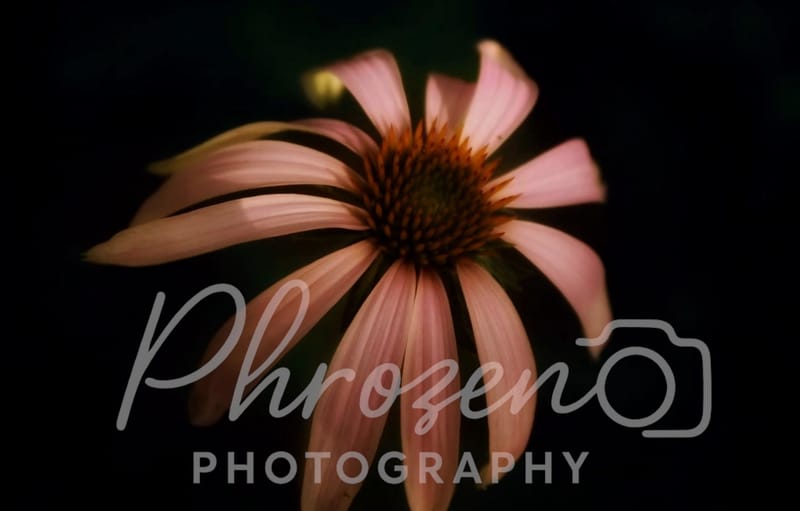 Flowers /