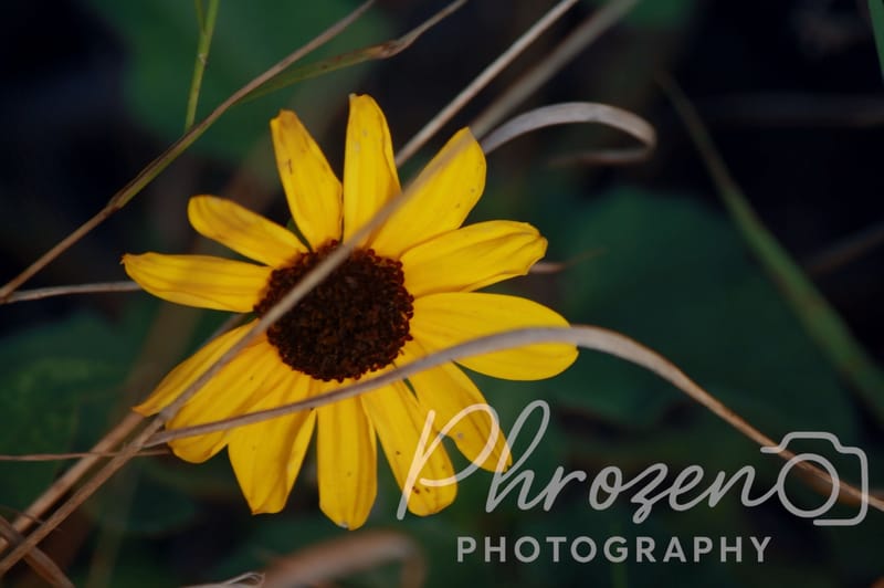 Flowers /
