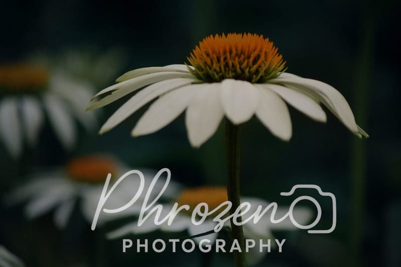 Flowers /