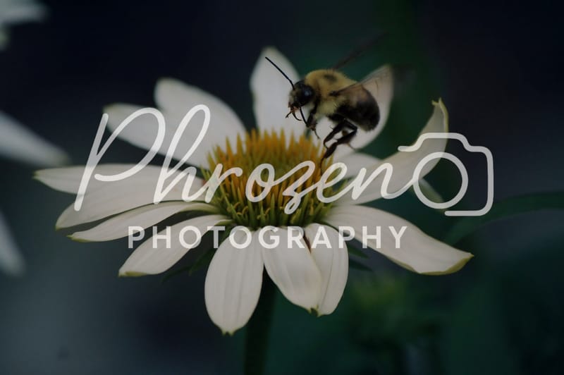 Flowers | Bugs